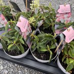 Hortenzia metlinatá (Hydrangea paniculata) ´GROUNDBREAKER® BLUSH´ by LIVING CREATIONS®´ - výška 20-30 cm, kont. C1.5L